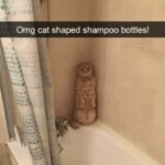 Funny Cat Memes