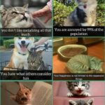 Funny Cat Memes