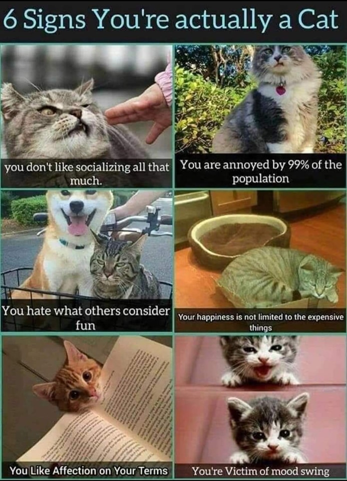 Funny Cat Memes