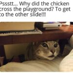 Funny Cat Memes