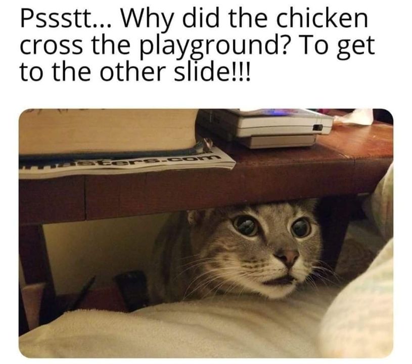 Funny Cat Memes