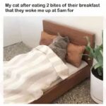 Funny Cat Memes