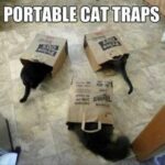 Funny Cat Memes