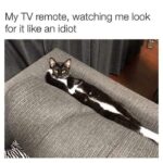 Funny Cat Memes