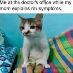 Funny Cat Memes