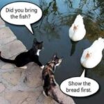 Funny Cat Memes