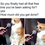 Funny Cat Memes