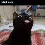 Funny Cat Memes