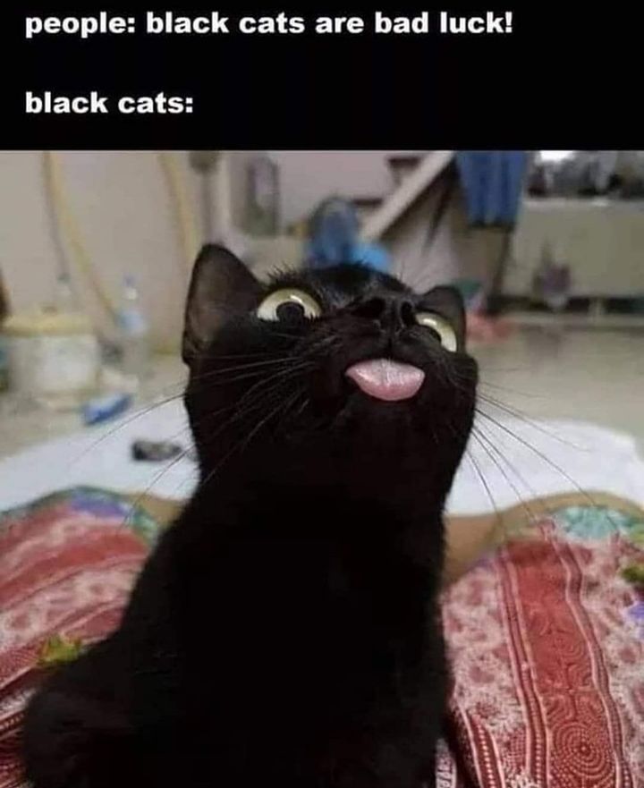 Funny Cat Memes