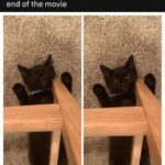 Funny Cat Memes