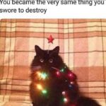 Funny Cat Memes