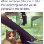 Funny Cat Memes