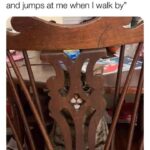 Funny Cat Memes