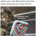 Funny Cat Memes