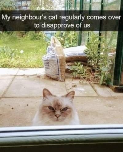 Funny Cat Memes