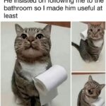 Funny Cat Memes