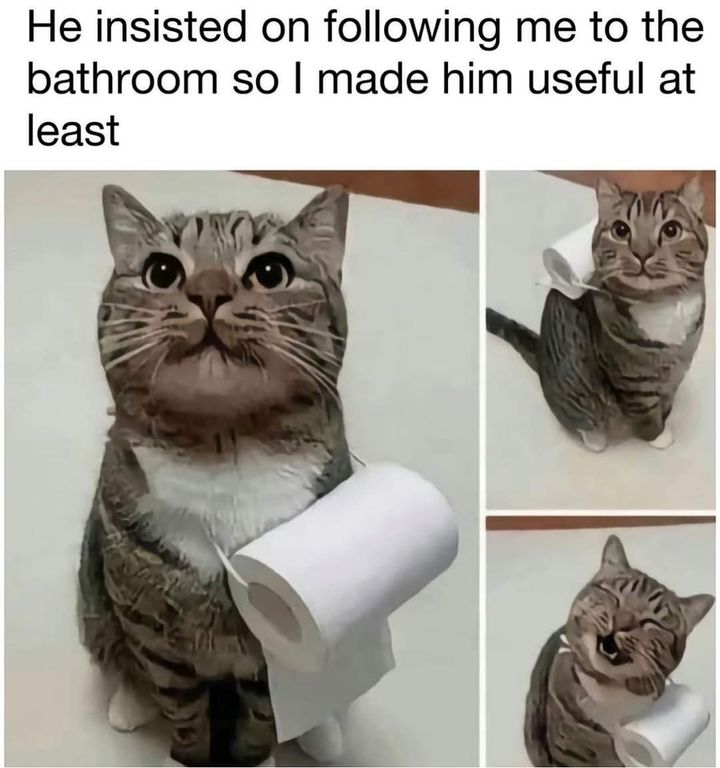 Funny Cat Memes