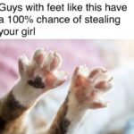 Funny Cat Memes