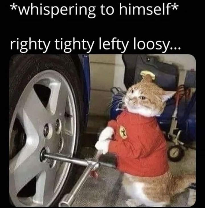 Funny Cat Memes