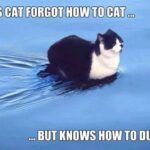 Funny Cat Memes