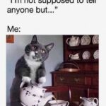 Funny Cat Memes