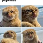 Funny Cat Memes