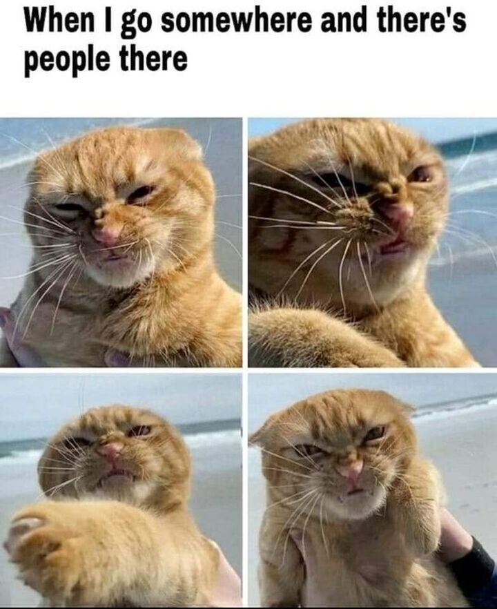 Funny Cat Memes