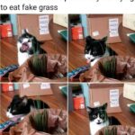 Funny Cat Memes