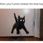 Funny Cat Memes