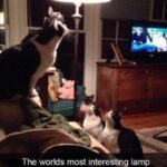 Funny Cat Memes