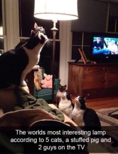 Funny Cat Memes