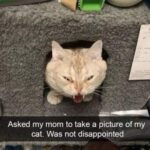 Funny Cat Memes