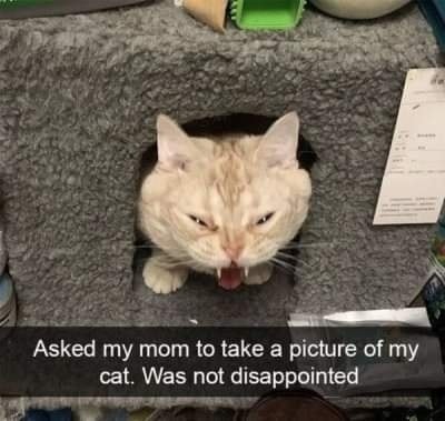 Funny Cat Memes