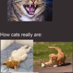 Funny Cat Memes