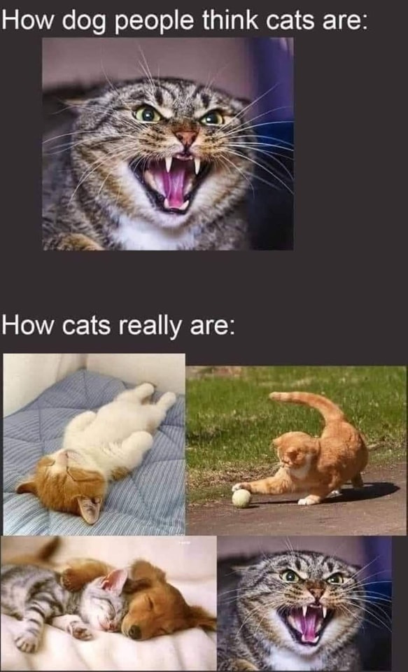 Funny Cat Memes