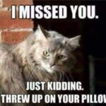 Funny Cat Memes