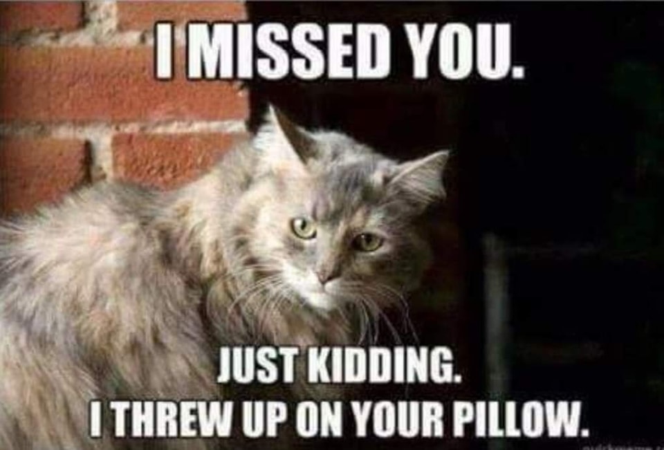 Funny Cat Memes