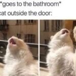 Funny Cat Memes