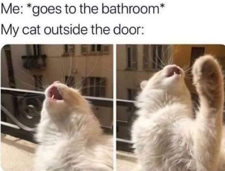 Funny Cat Memes