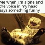 Funny Cat Memes