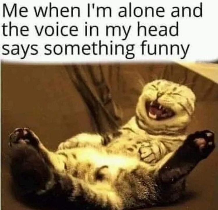 Funny Cat Memes