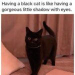 Funny Cat Memes