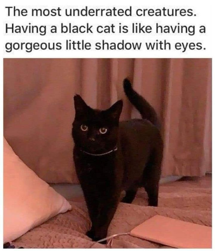 Funny Cat Memes