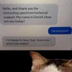 Funny Cat Memes