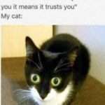 Funny Cat Memes