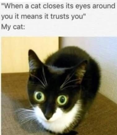 Funny Cat Memes