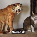 Funny Cat Memes