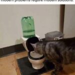 Funny Cat Memes