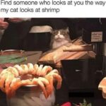 Funny Cat Memes