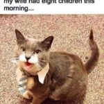 Funny Cat Memes